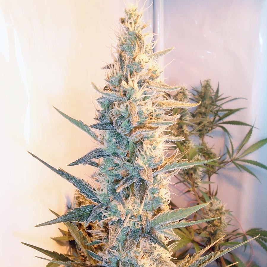 Female Seeds - Outdoor Grapefruit (fem.)
