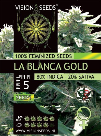 Vision Seeds - La Blanca Gold (fem.)