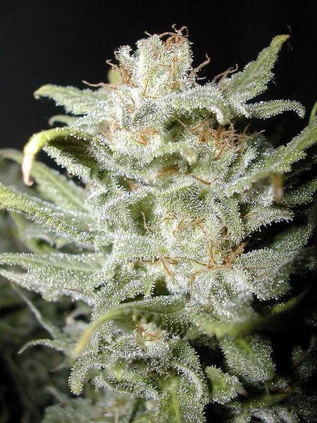 Cannabiogen Seeds - Bangi Haze (reg.)