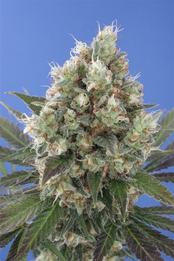 Vulkania Seeds - Northern City Haze (fem.)