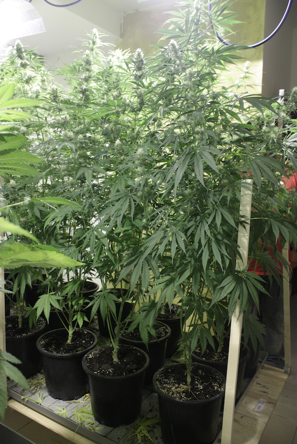 Vulkania Seeds - Northern City Haze (fem.)