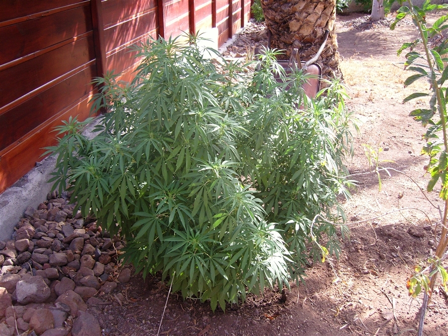 Vulkania Seeds - Northern City Haze (fem.)