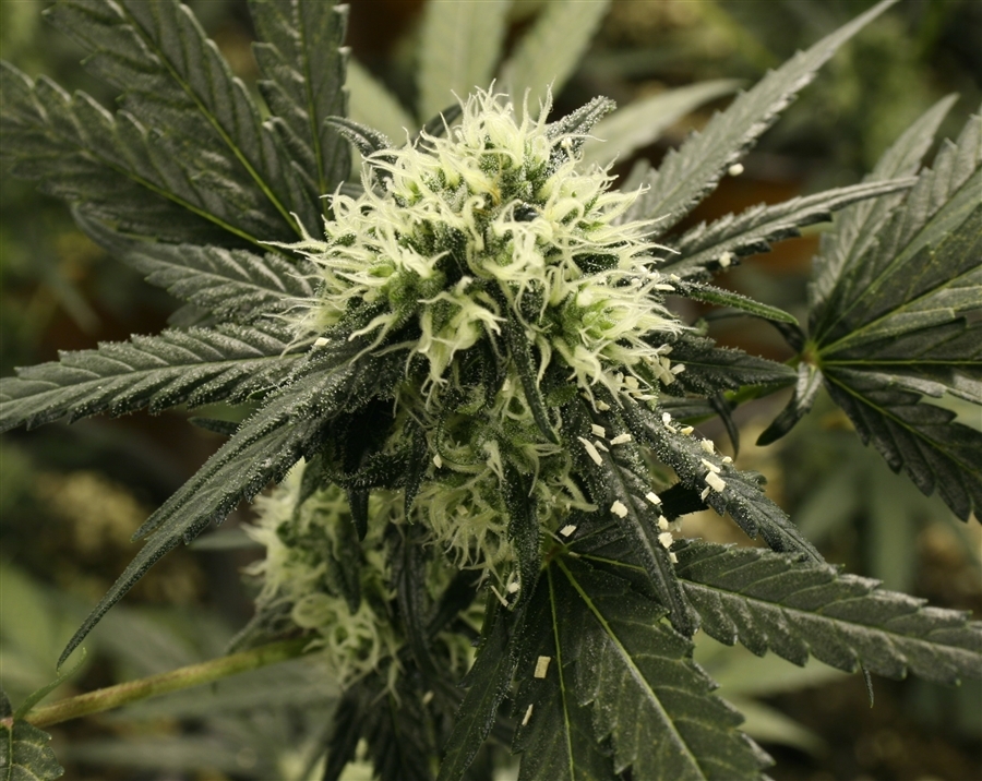 Vulkania Seeds - Babylonia Fruit (fem.)