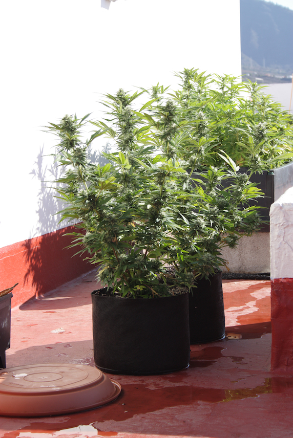 Vulkania Seeds - Babylonia Fruit (fem.)