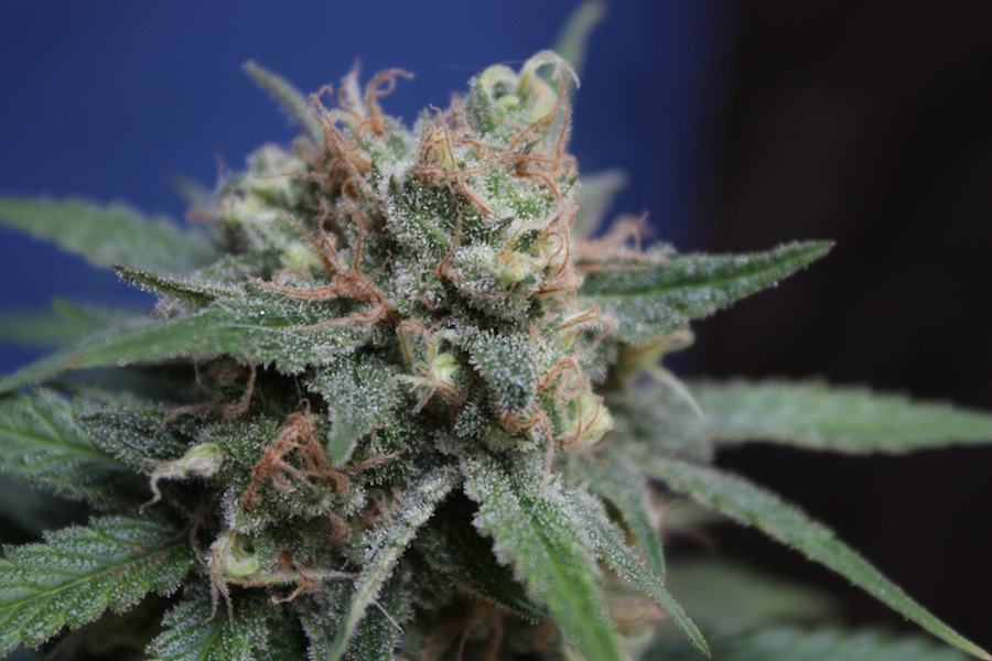 Vulkania Seeds - Dhaze (fem.)