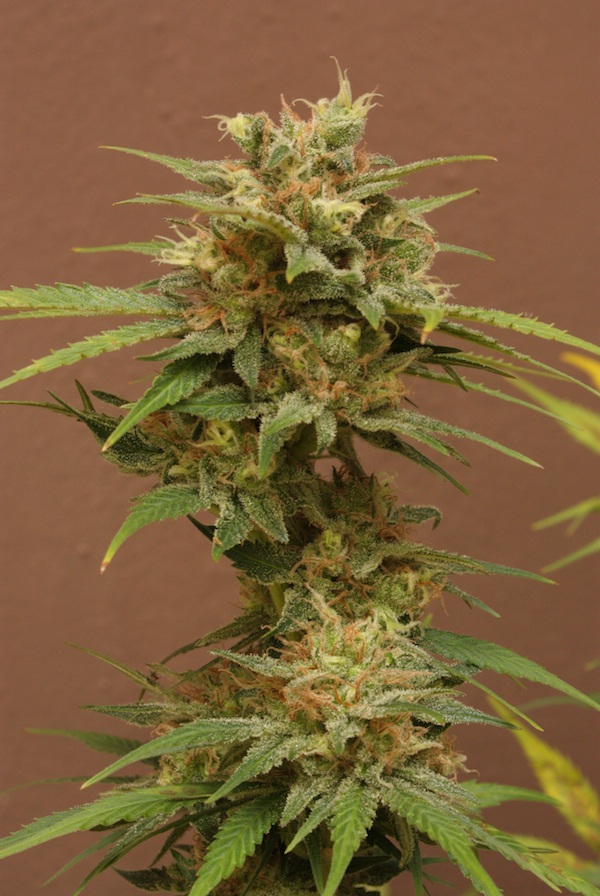 Vulkania Seeds - Dhaze (fem.)