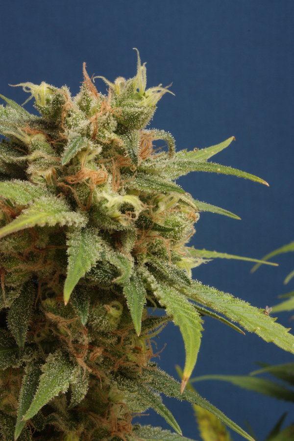 Vulkania Seeds - Dhaze (fem.)