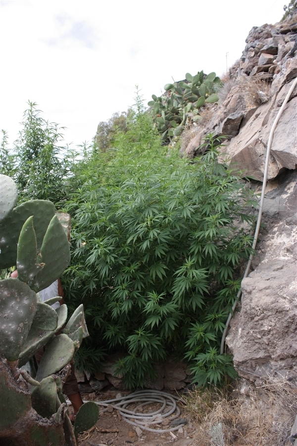 Vulkania Seeds - Dhaze (fem.)