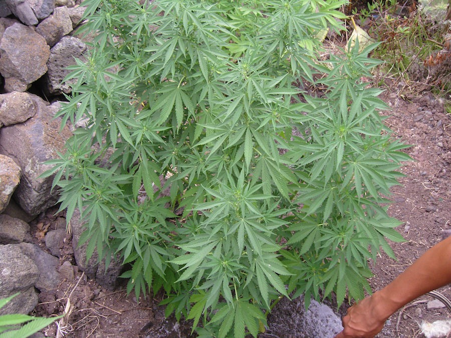 Vulkania Seeds - Hash Plant (fem.)