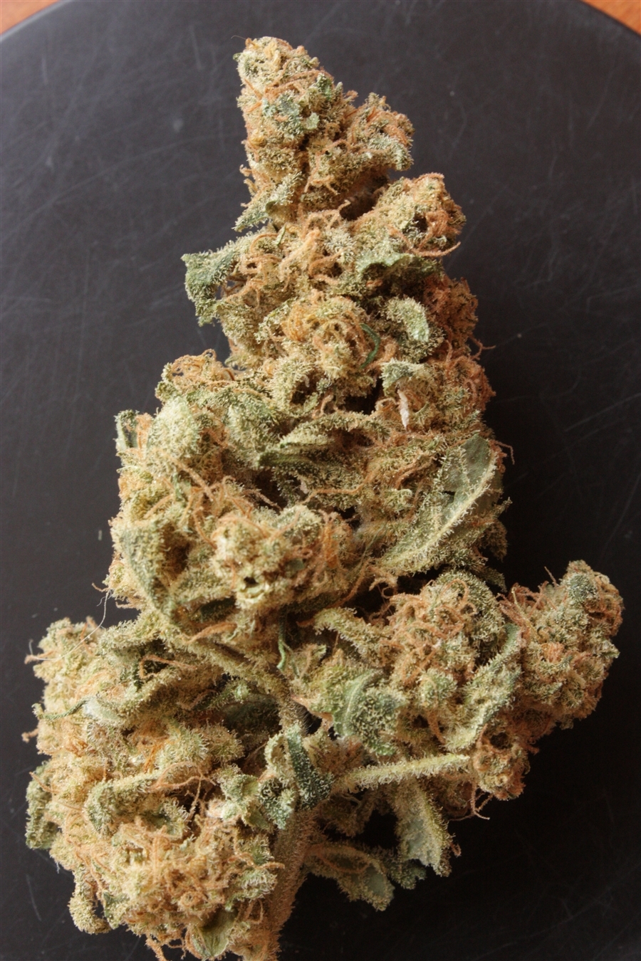 Vulkania Seeds - Hash Plant (fem.)