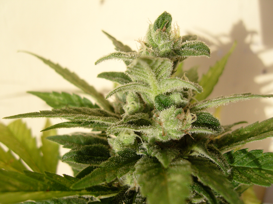 Vulkania Seeds - Hash Plant (fem.)