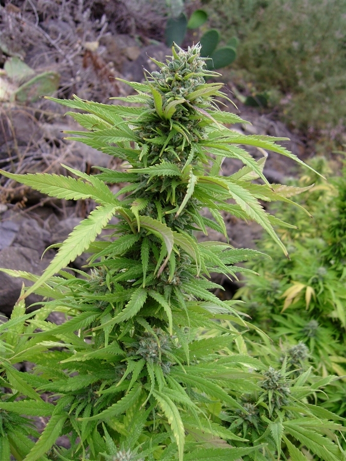 Vulkania Seeds - Hash Plant (fem.)