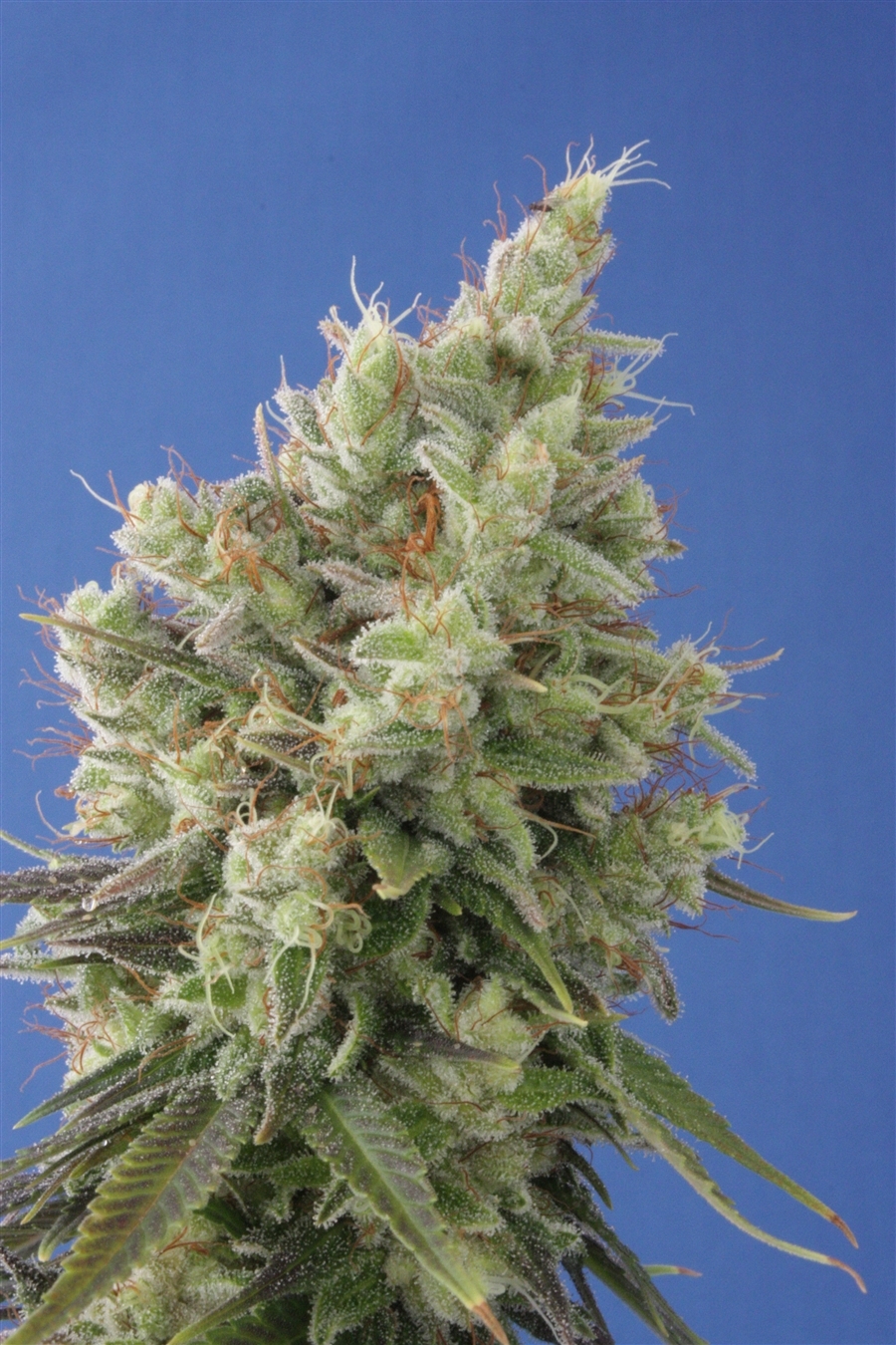 Vulkania Seeds - Diesel V2.0 (fem.)