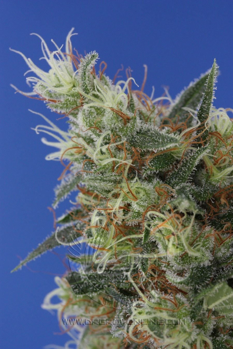 Vulkania Seeds - Diesel V2.0 (fem.)