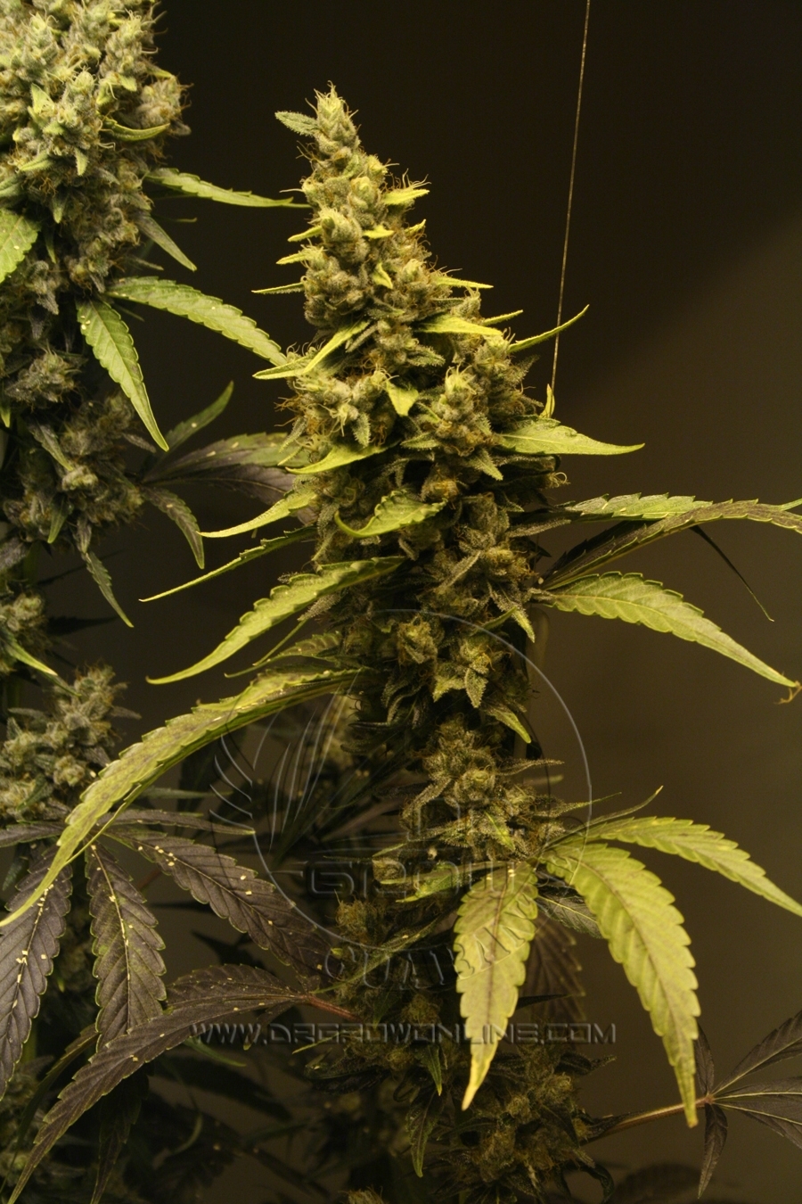 Vulkania Seeds - Diesel V2.0 (fem.)