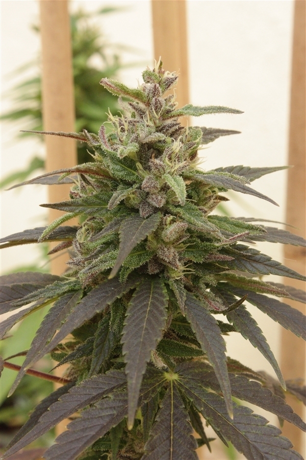 Vulkania Seeds - Diesel V2.0 (fem.)