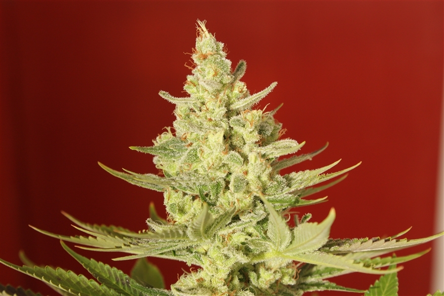 Vulkania Seeds - White Diesel (fem.)