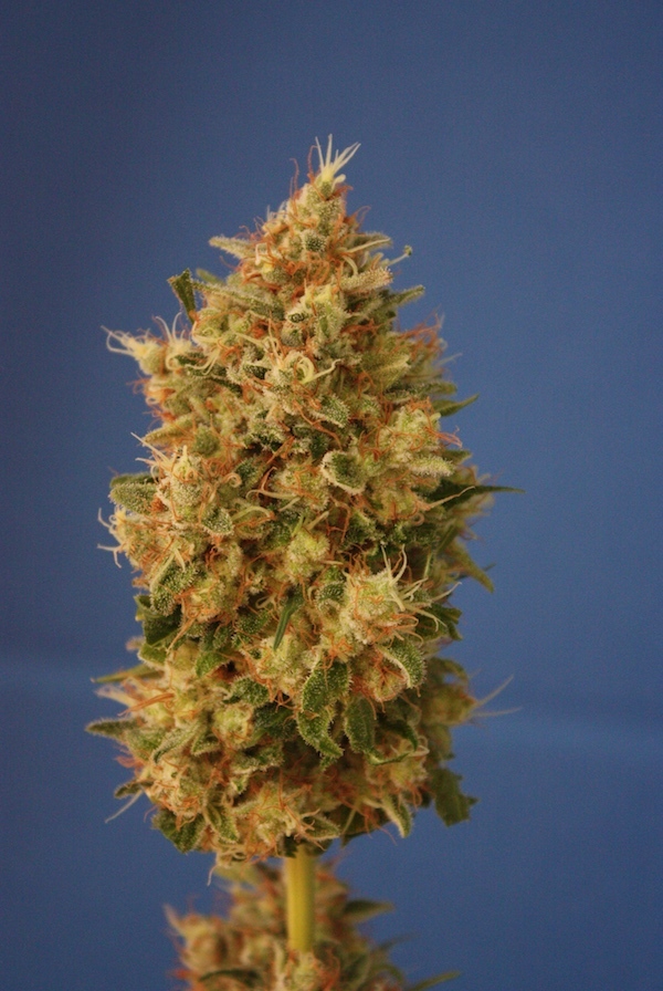 Vulkania Seeds - White Diesel (fem.)