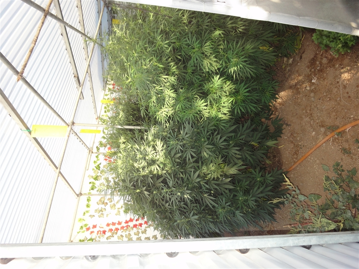 Vulkania Seeds - White Diesel (fem.)