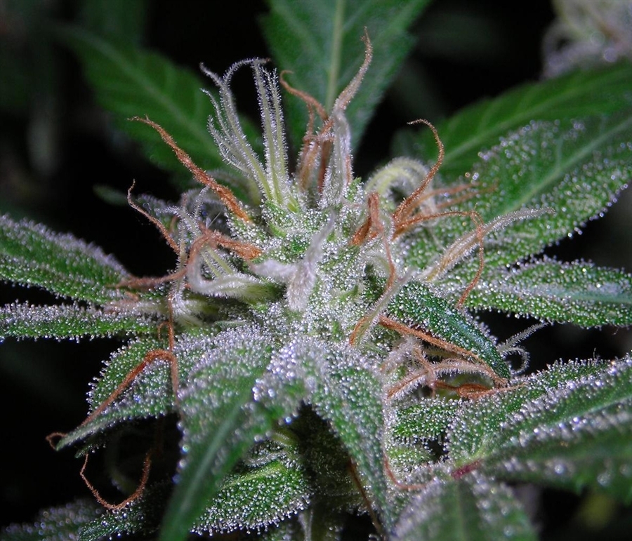 Vulkania Seeds - White Fya (fem.)