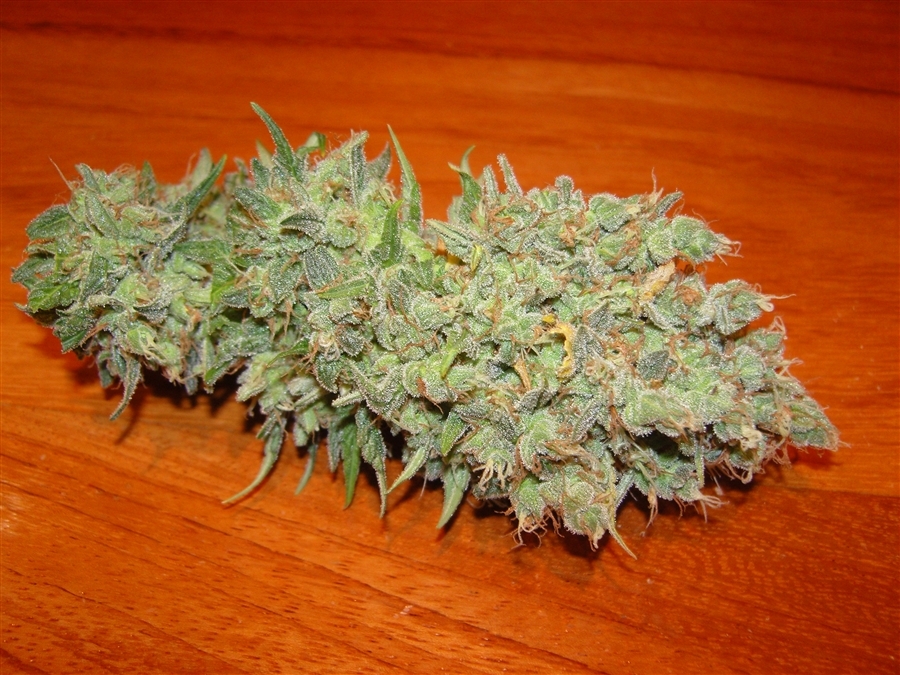 Vulkania Seeds - White Fya (fem.)