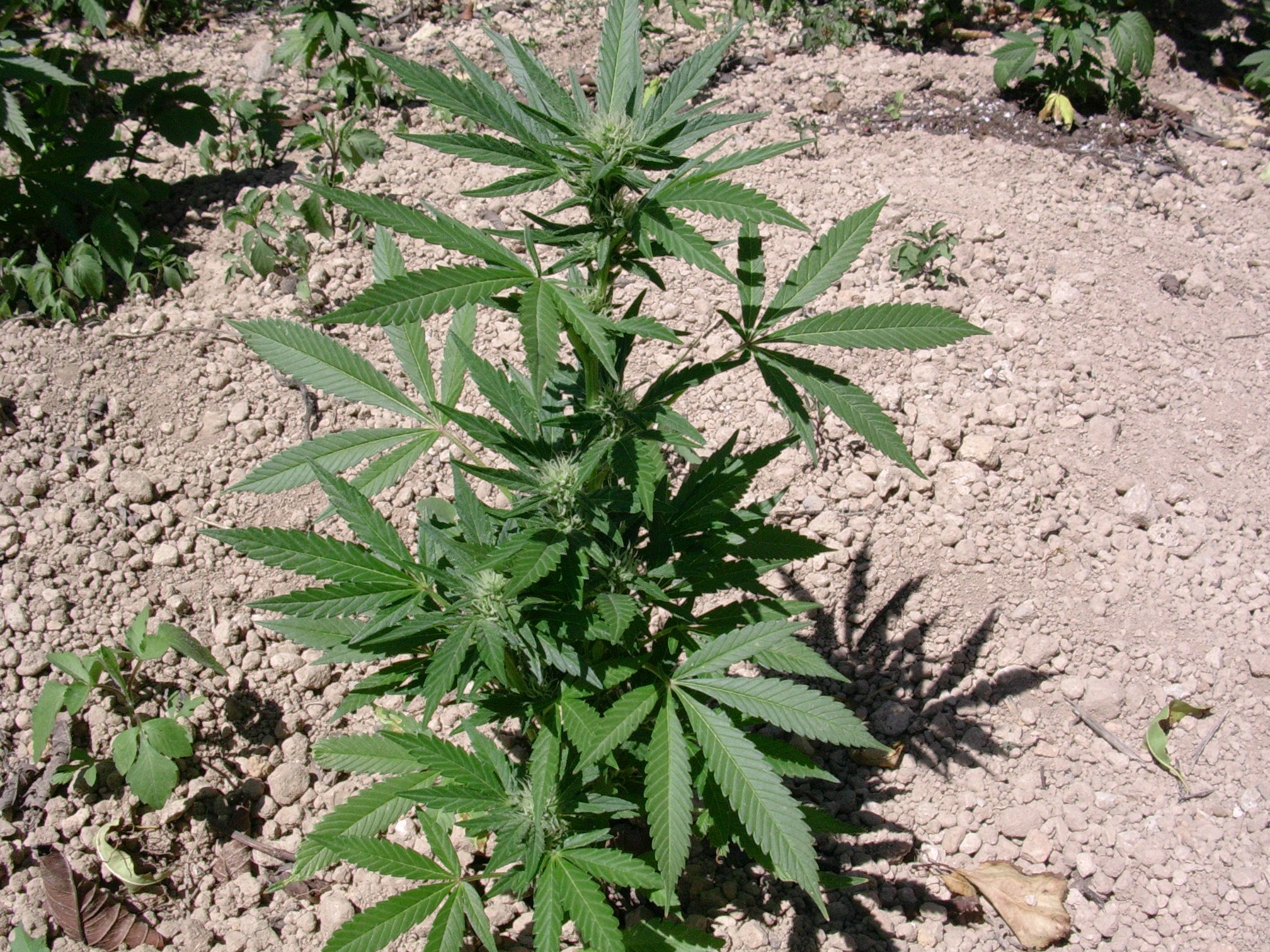 Vulkania Seeds - White Fya (fem.)