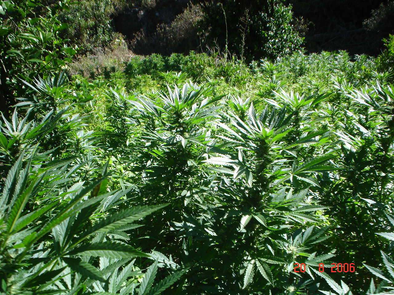 Vulkania Seeds - White Fya (fem.)