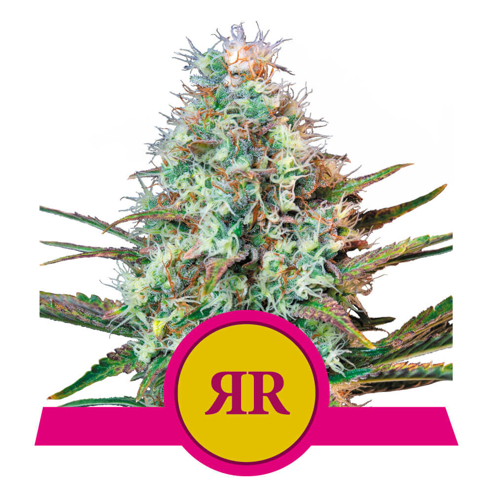 Royal Queen Seeds - Royal Runtz (fem.)