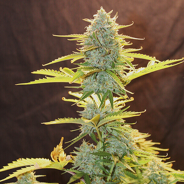 Royal Queen Seeds - Fat Banana Automatic (auto/fem.)
