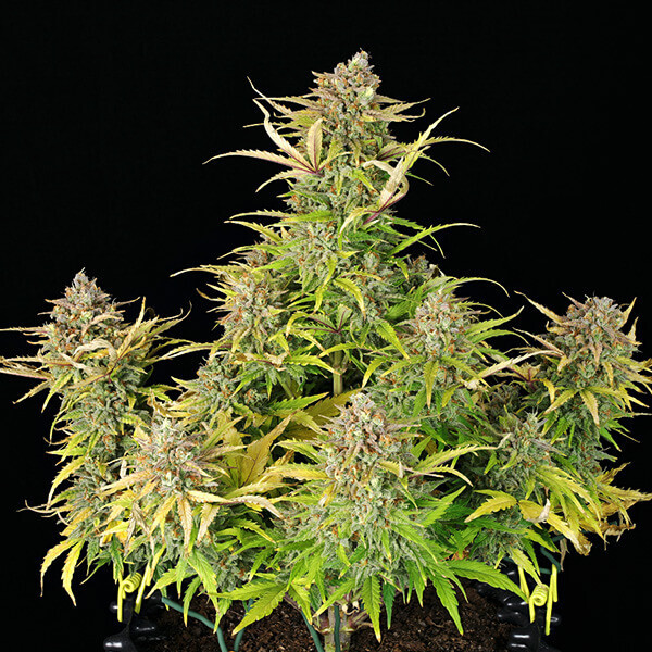 Royal Queen Seeds - Sweet ZZ Automatic (auto/fem.)