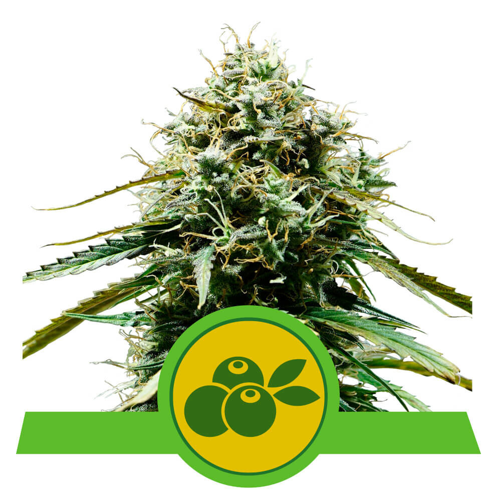 Royal Queen Seeds - Haze Berry Automatic (auto/fem.)