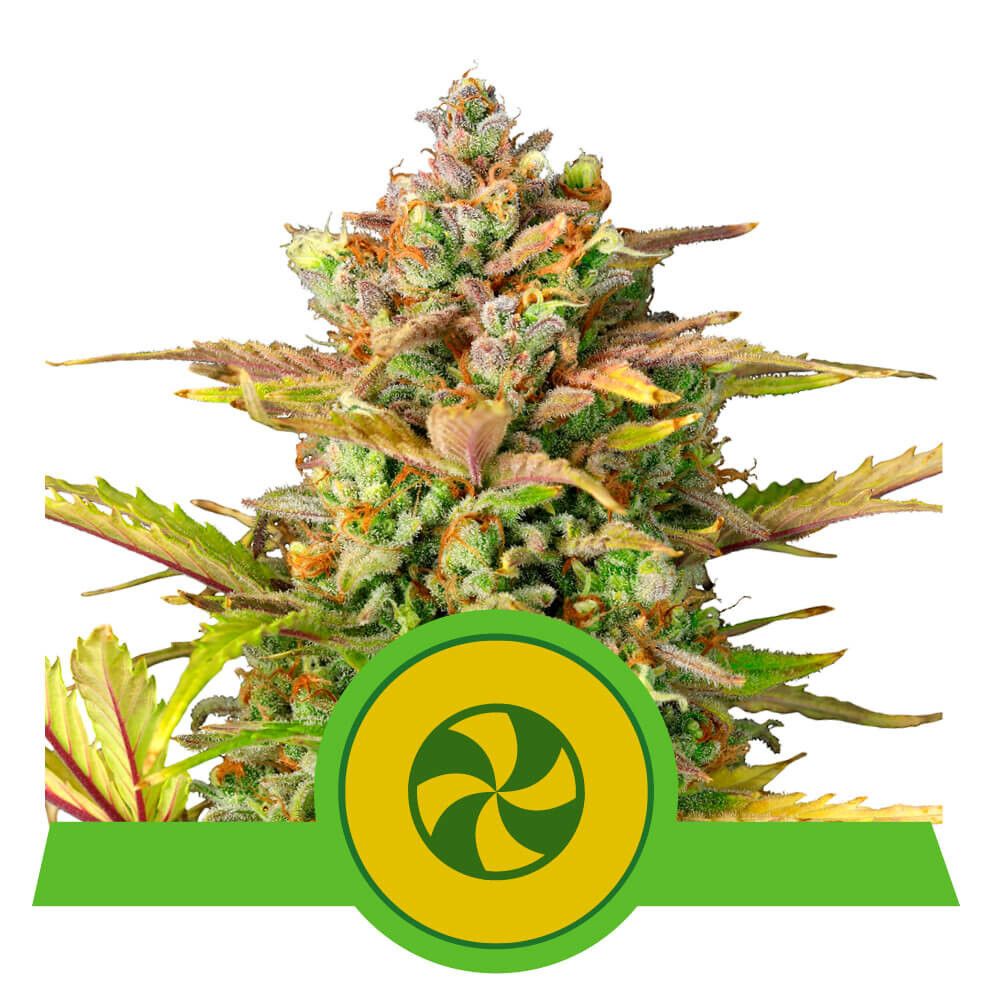 Royal Queen Seeds - Sweet ZZ Automatic (auto/fem.)