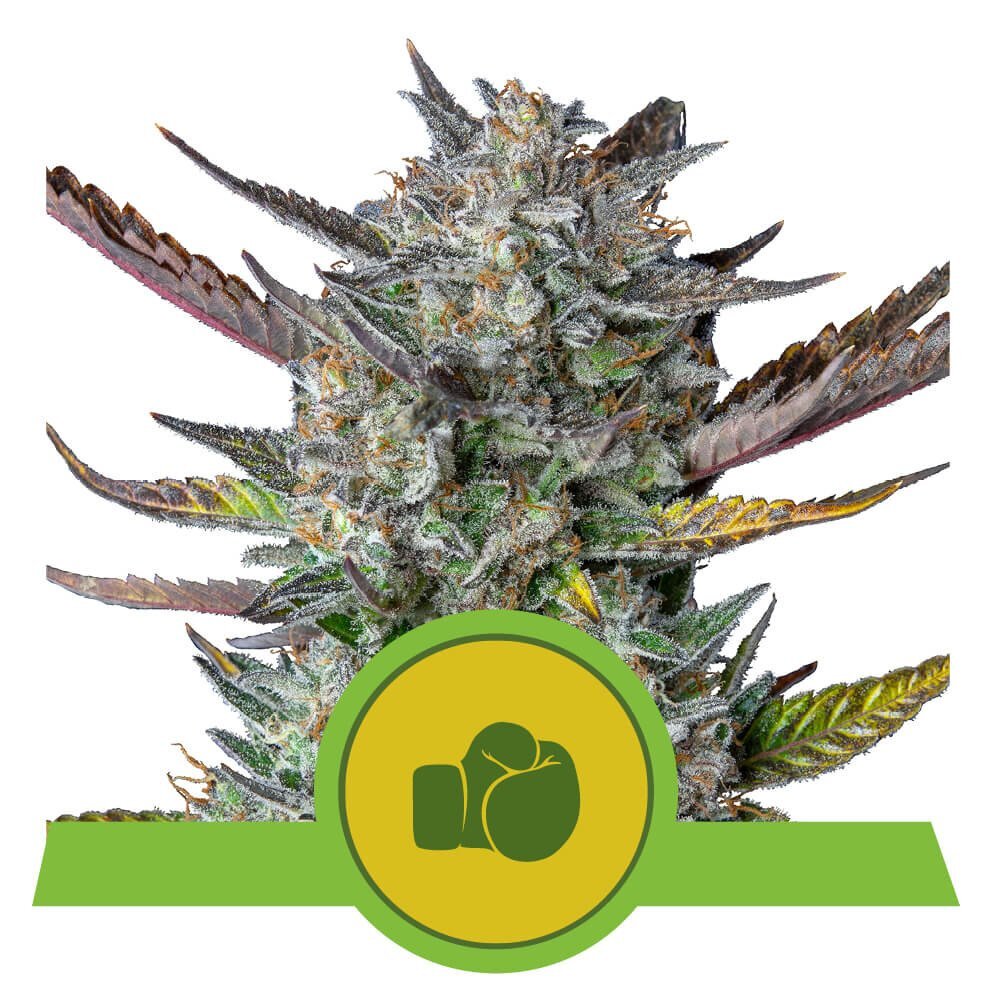 Семена Royal Seeds Купить