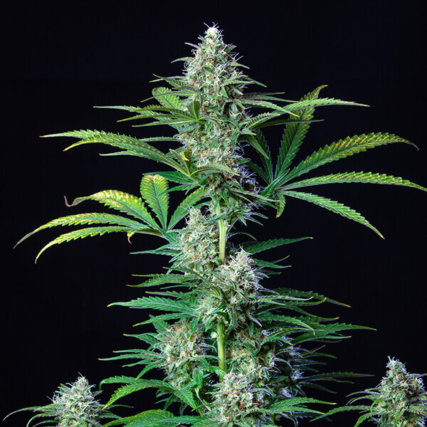 Royal Queen Seeds - Royal Runtz (fem.)