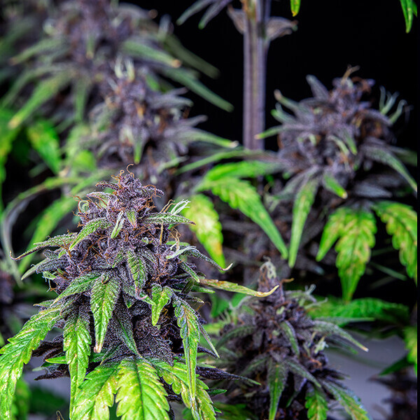 Royal Queen Seeds - Purplematic CBD Auto (auto/fem.)