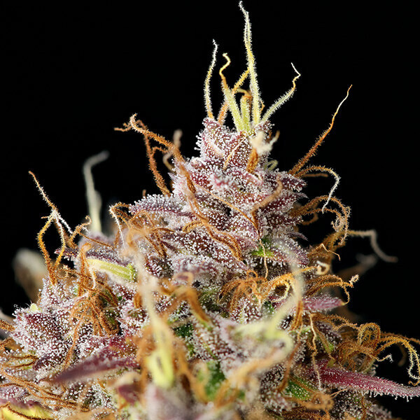 Royal Queen Seeds - Purple Queen Automatic (auto/fem.)