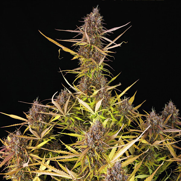 Royal Queen Seeds - Purple Queen Automatic (auto/fem.)