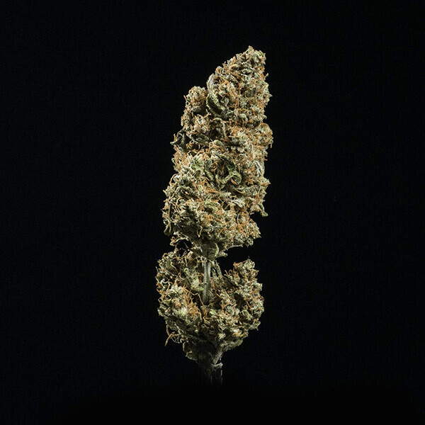 Royal Queen Seeds - Fat Banana Automatic (auto/fem.)