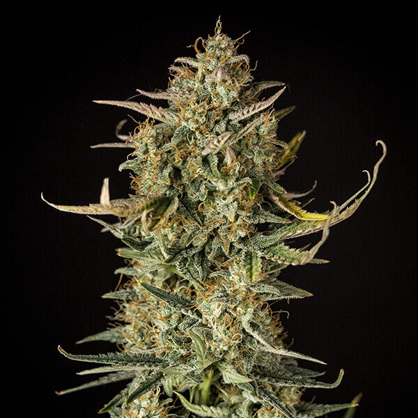 Royal Queen Seeds - Fat Banana Automatic (auto/fem.)