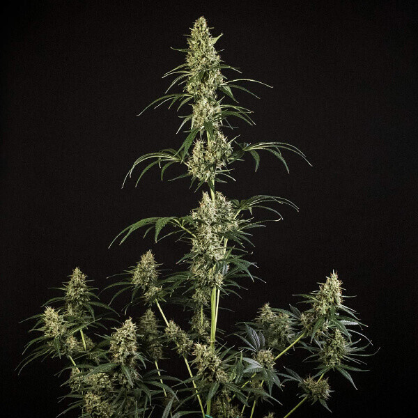 Royal Queen Seeds - HulkBerry Automatic (auto/fem.)