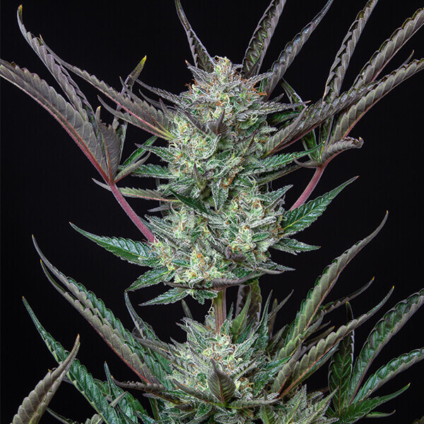 Royal Queen Seeds - Purple Punch Automatic (auto/fem.)
