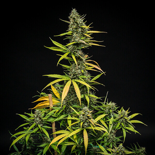 Royal Queen Seeds - Mimosa Automatic (auto/fem.)