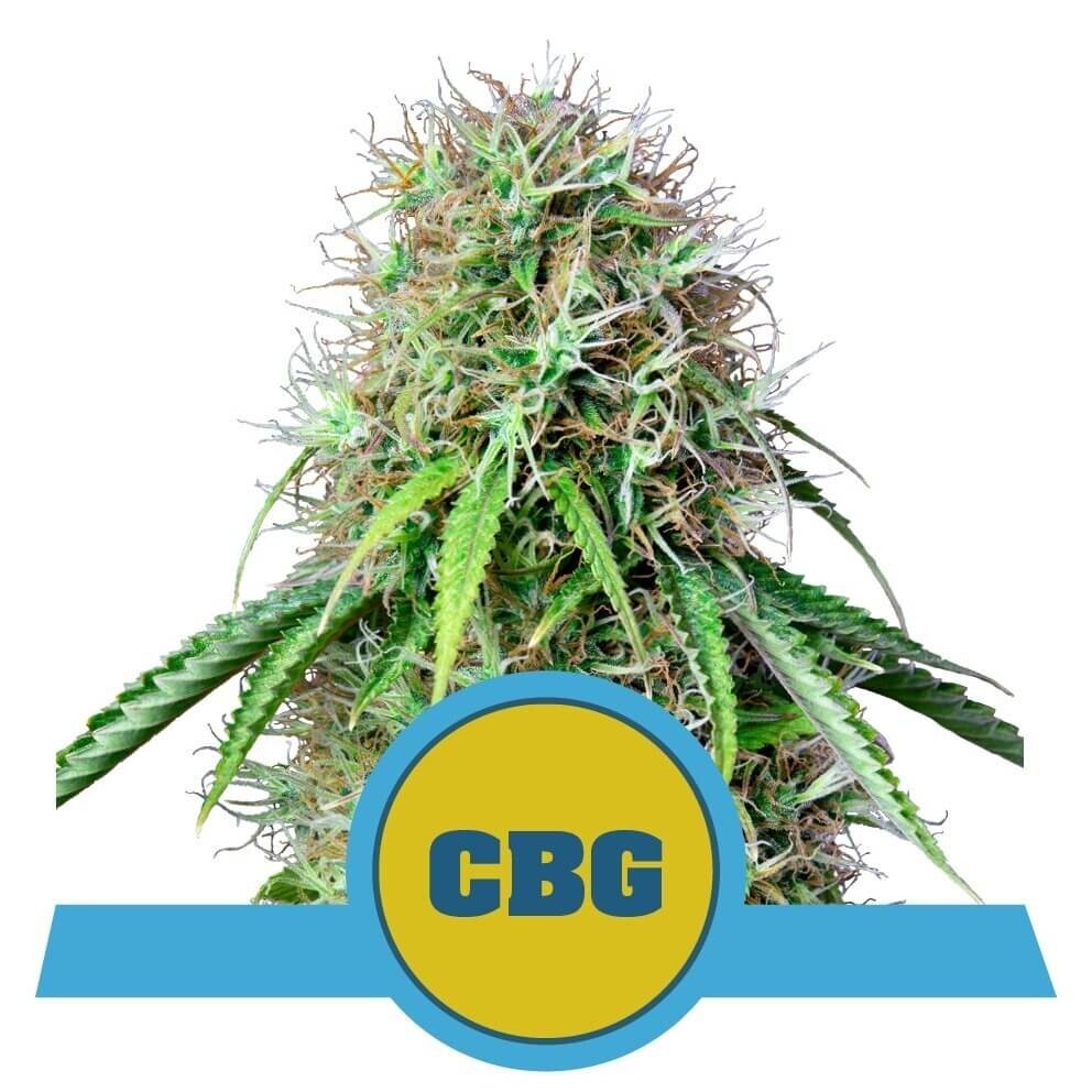 Royal Queen Seeds - Royal CBG Automatic (auto/fem.)