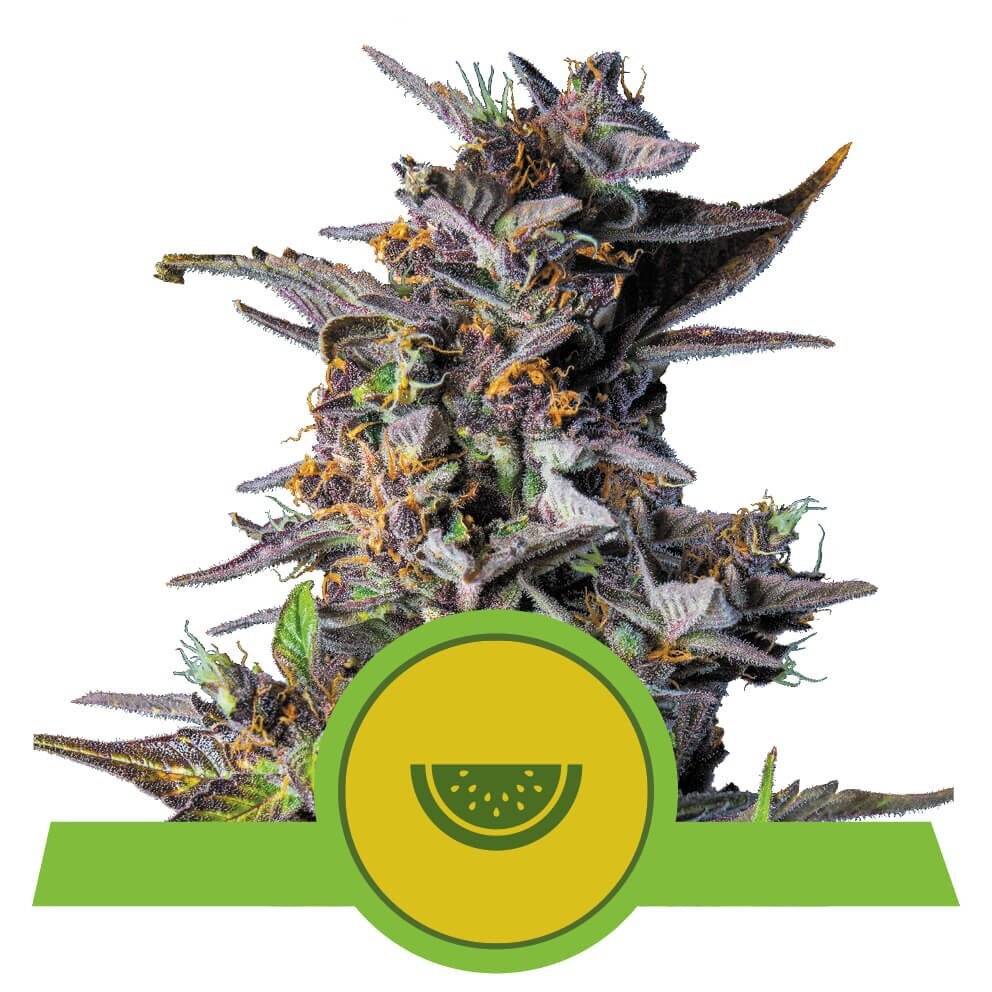 Семена Royal Seeds Купить