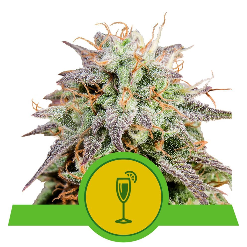 Royal Queen Seeds - Mimosa Automatic (auto/fem.)