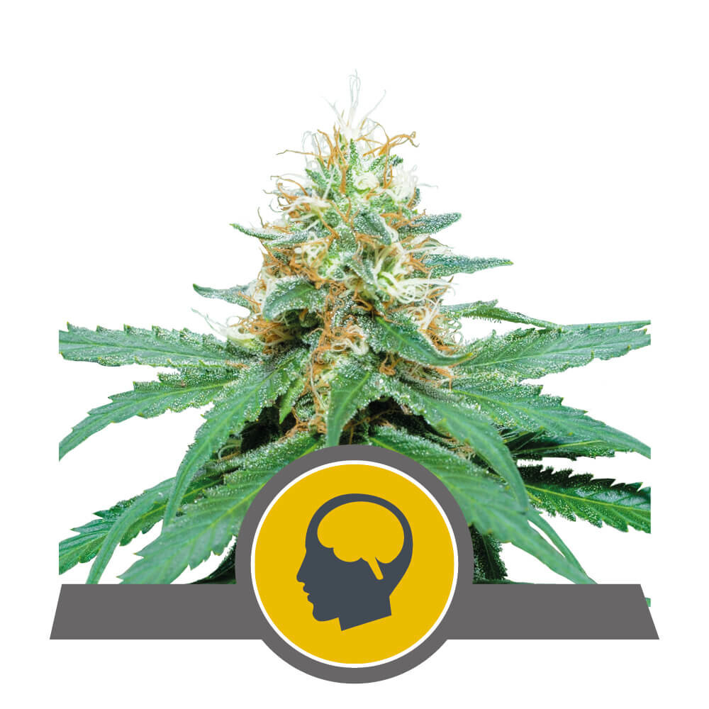 Royal Queen Seeds - Amnesia Haze (reg.)