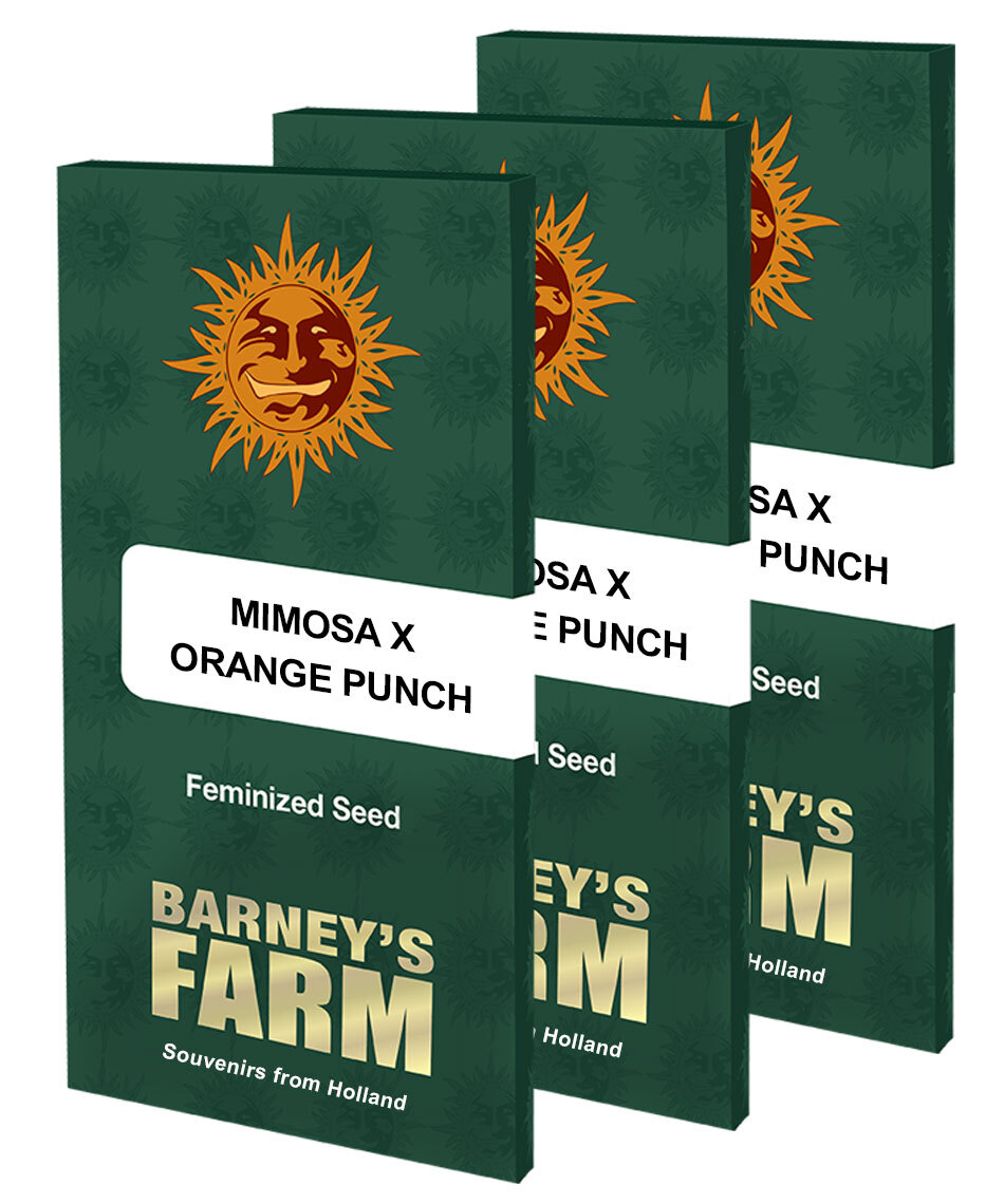 Barney's Farm - Mimosa x Orange Punch (fem.)