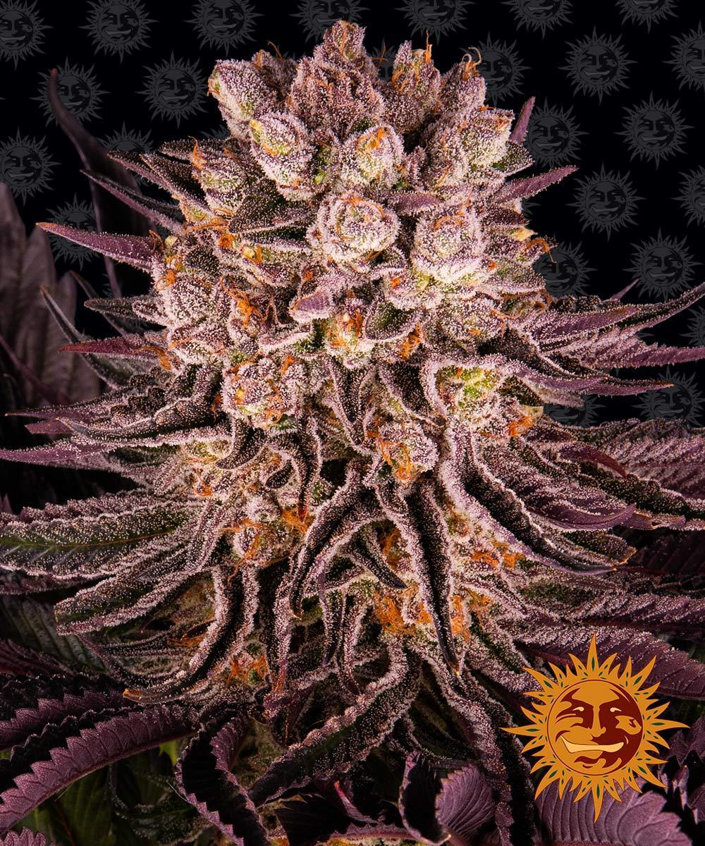 Barney's Farm - Mimosa x Orange Punch (fem.)
