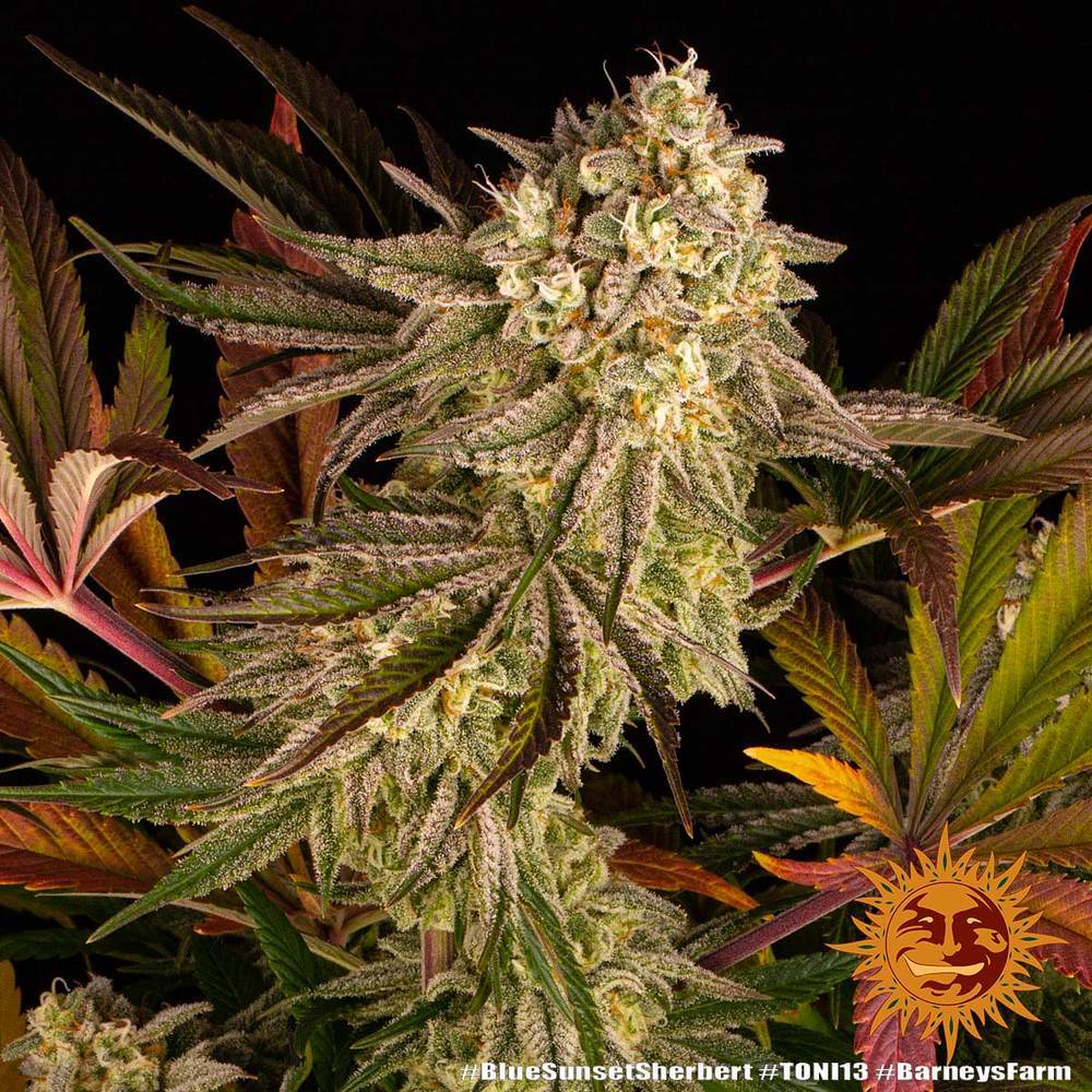 Barney's Farm - Blue Sunset Sherbert (fem.)