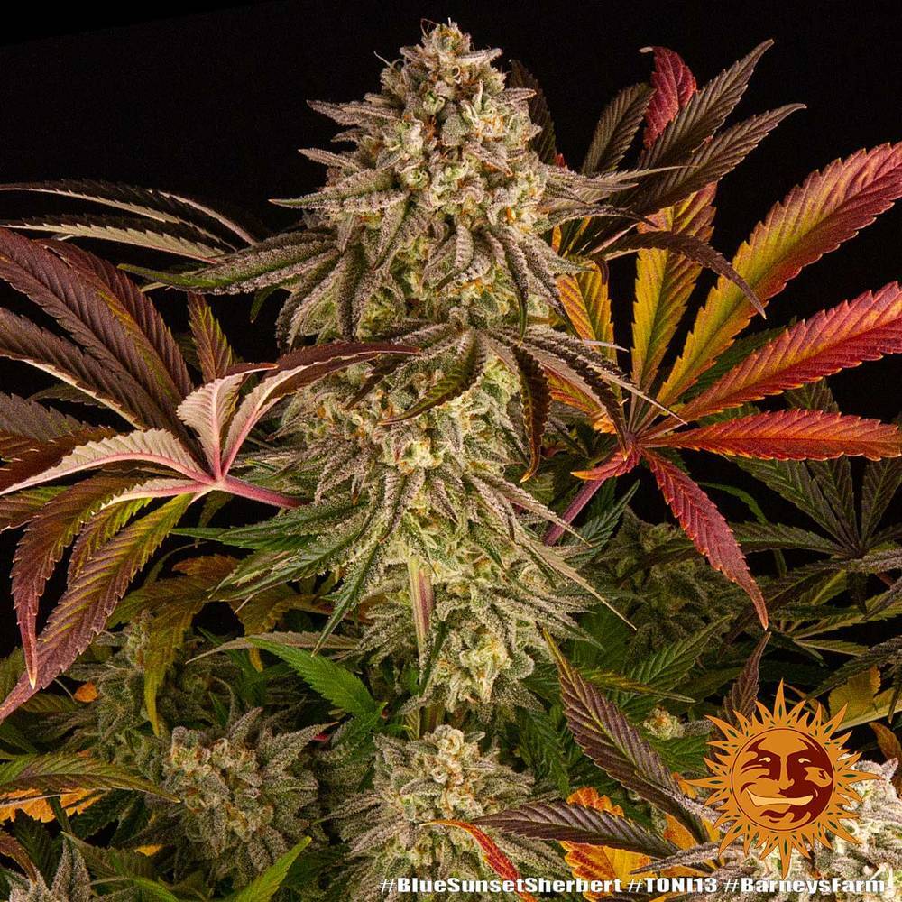 Barney's Farm - Blue Sunset Sherbert (fem.)